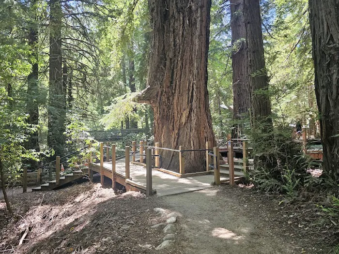 Pfeiffer Big Sur State Park Campground Picture 5