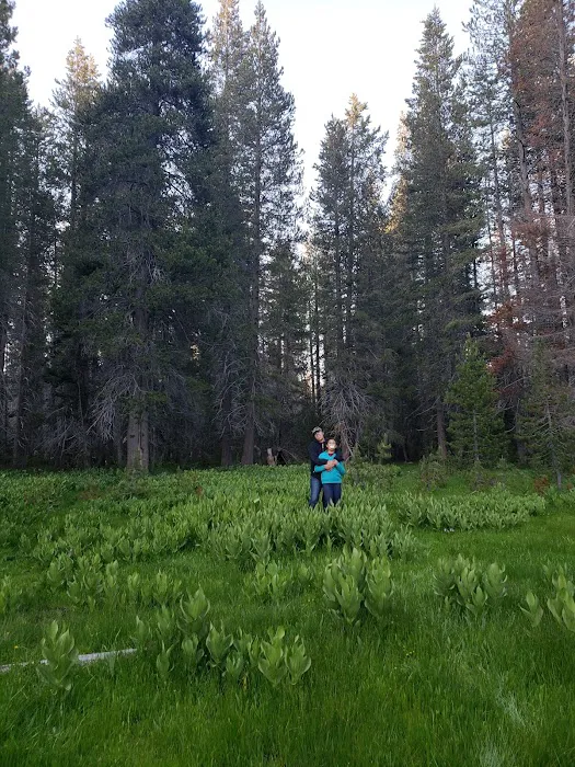 Eastern Big Meadow Road Camping Area Picture 3