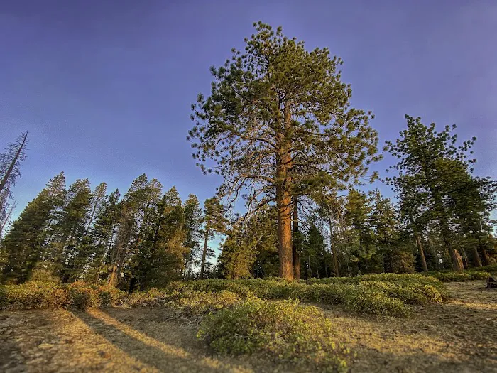 Big Meadow Campground Picture 5