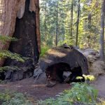 Hedrick Pond Campground