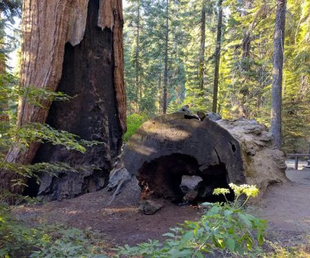 Hedrick Pond Campground
