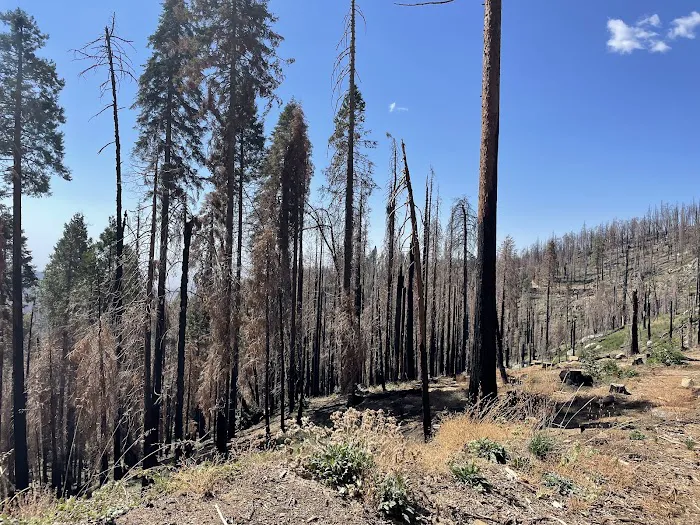 Balch Park Campground Picture 8