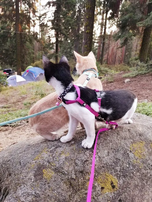 Balch Park Campground Picture 10