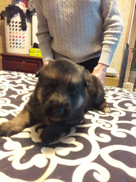 HOME 47 Southern Pines Mobile Home Park Picture 3