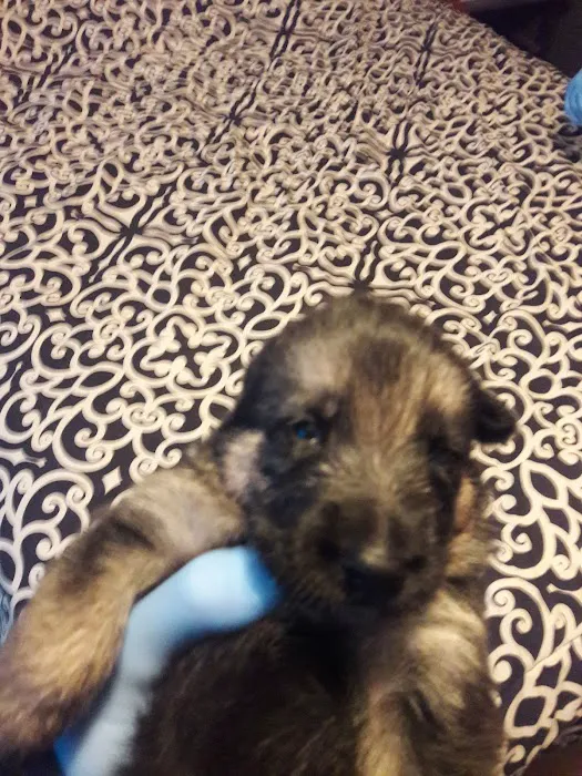 HOME 47 Southern Pines Mobile Home Park Picture 4