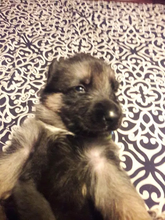 HOME 47 Southern Pines Mobile Home Park Picture 6