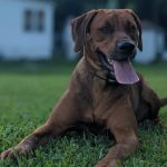 Carolina Village Mobile Home Community