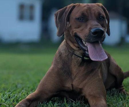 Carolina Village Mobile Home Community