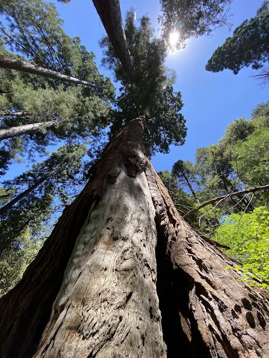 Coy Flat Campground Picture 4