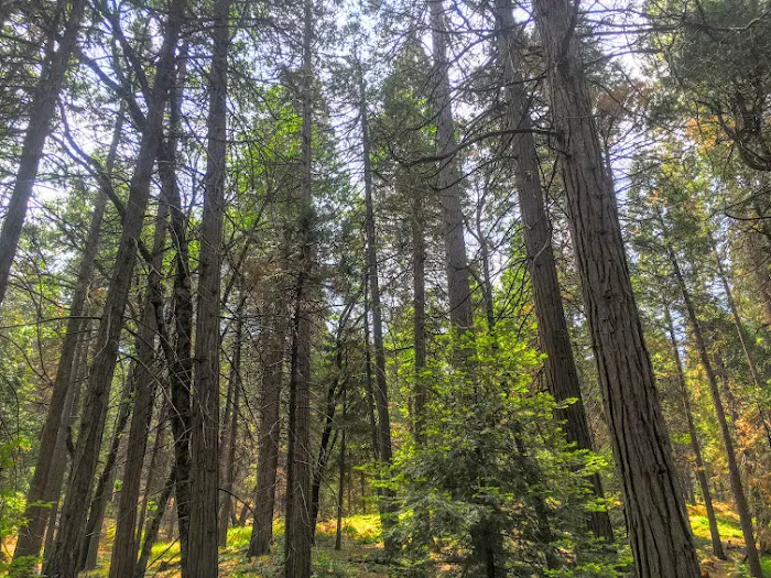 Coy Flat Campground Picture 2