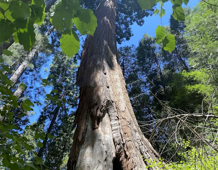 Coy Flat Campground Picture 10