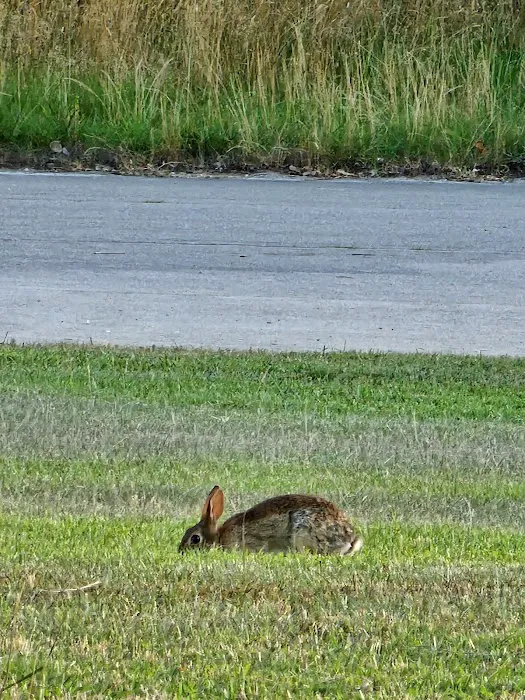 Misty Player Picture 6