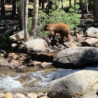 Lower Pine Grove Campground ico