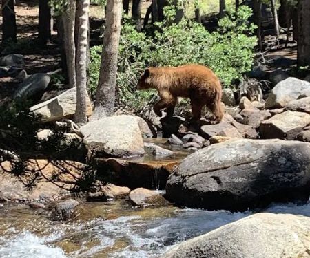Lower Pine Grove Campground