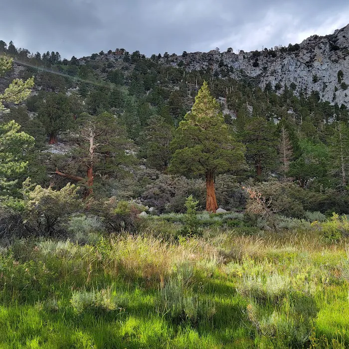 Palisade Group Campground Picture 4