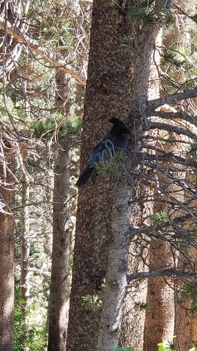 Big Meadow Campground Picture 5