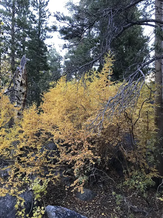 Big Meadow Campground Picture 6