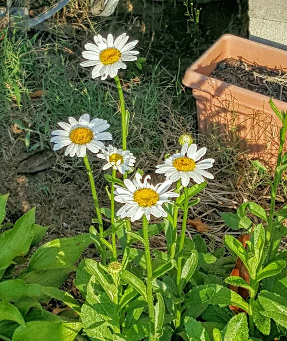 Lassiter's Trailer Park Picture 1