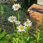 Lassiter's Trailer Park