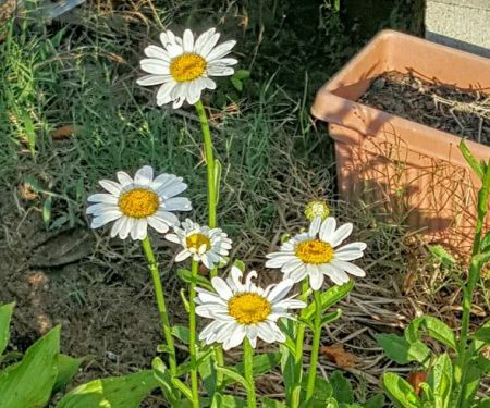 Lassiter's Trailer Park