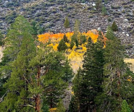 Iris Meadow Campground