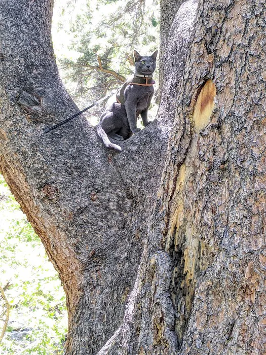 Iris Meadow Campground Picture 6