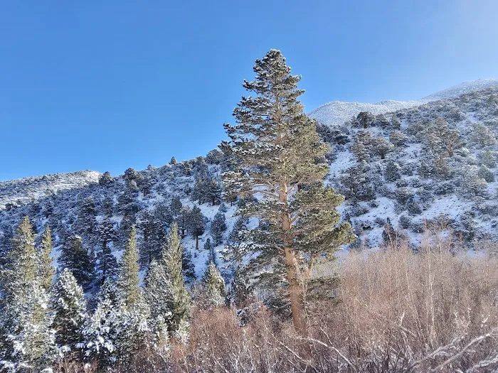 Aspen Group Campground Picture 3