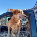 Aspen Group Campground