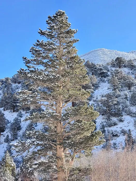 Aspen Group Campground Picture 2