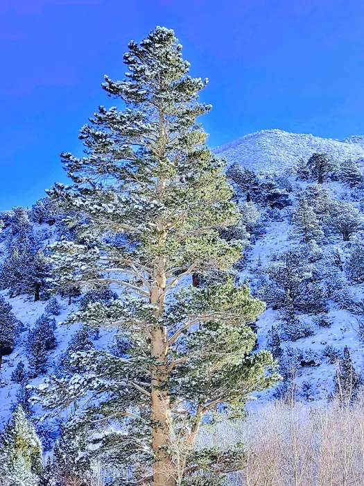 Aspen Group Campground Picture 9