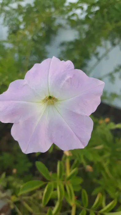 Cypress and Cobb Acres Mobile Home Park Picture 10