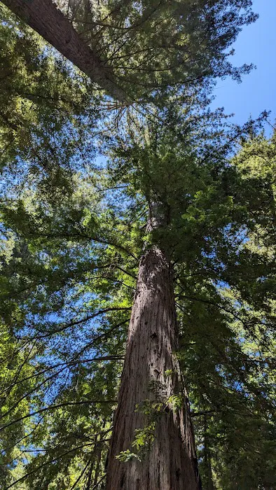 Redwood Camp Picture 1