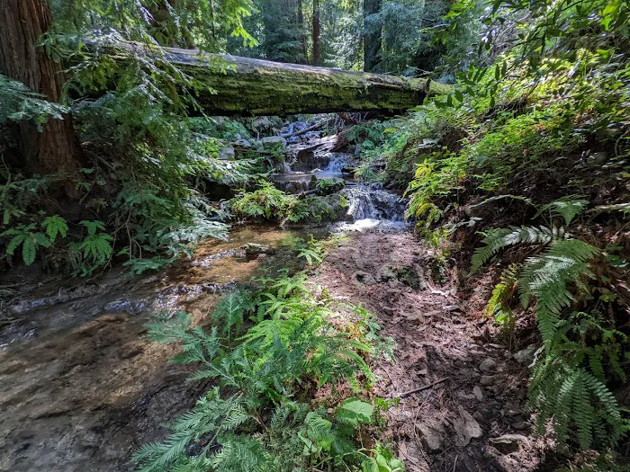 Barlow Flat Campground Picture 6