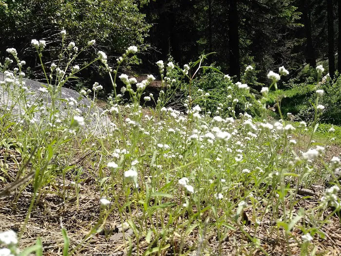 Quaking Aspen Campground Picture 10