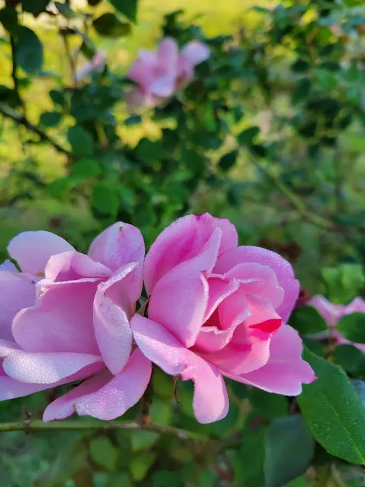 Rons RV Campground Picture 5