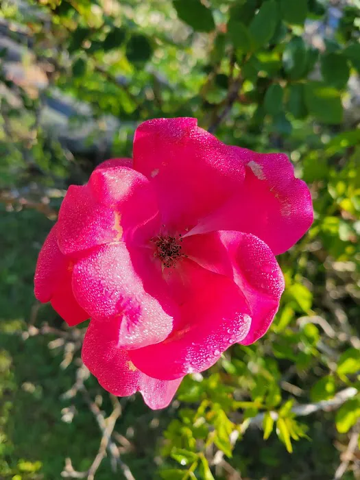 Rons RV Campground Picture 7