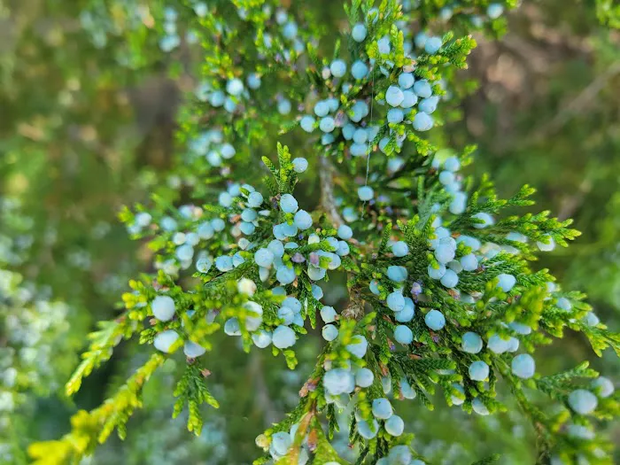 Rons RV Campground Picture 8