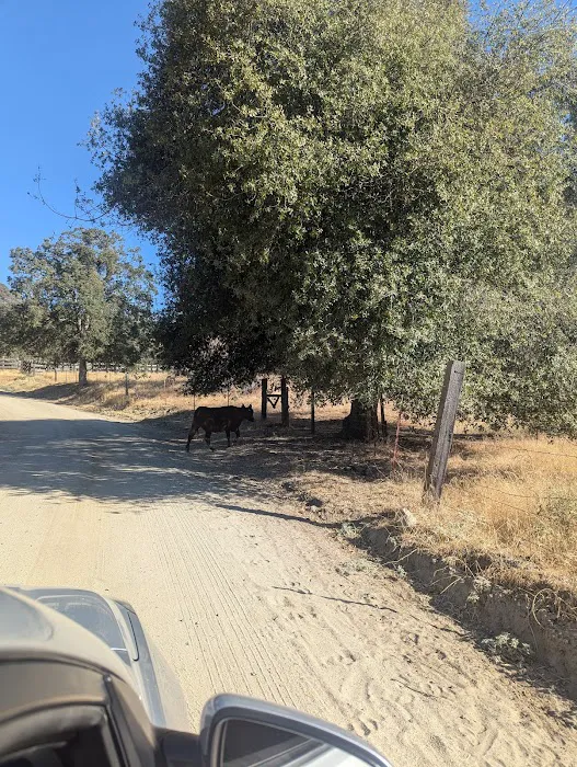 Cholollo Campground Picture 8
