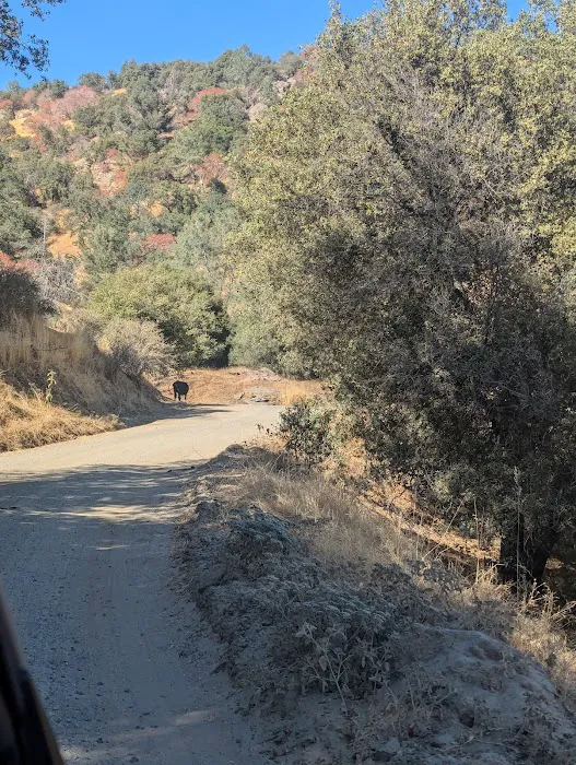 Cholollo Campground Picture 6