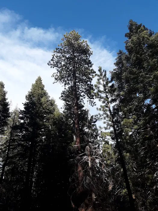 Upper Peppermint Dispersed Area Picture 4
