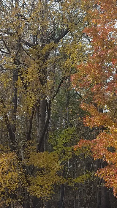 Windemere Mobile Home Park Picture 1