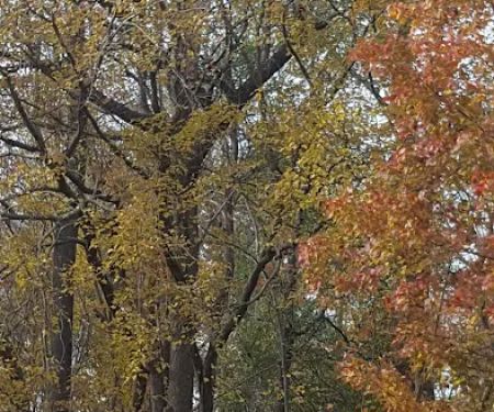 Windemere Mobile Home Park