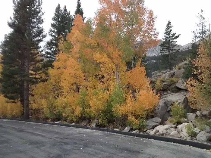 Bitterbrush Campground Picture 6