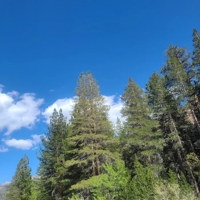 Bishop Park Campground Picture 8