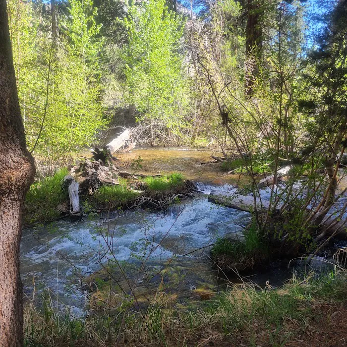 Bishop Park Campground Picture 4