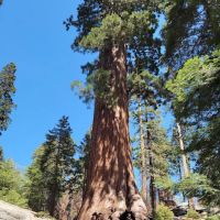 Redwood Meadow Campground ico