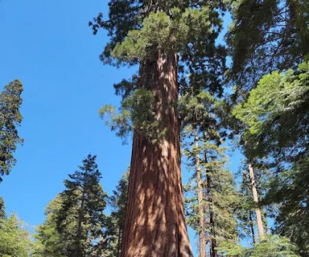 Redwood Meadow Campground