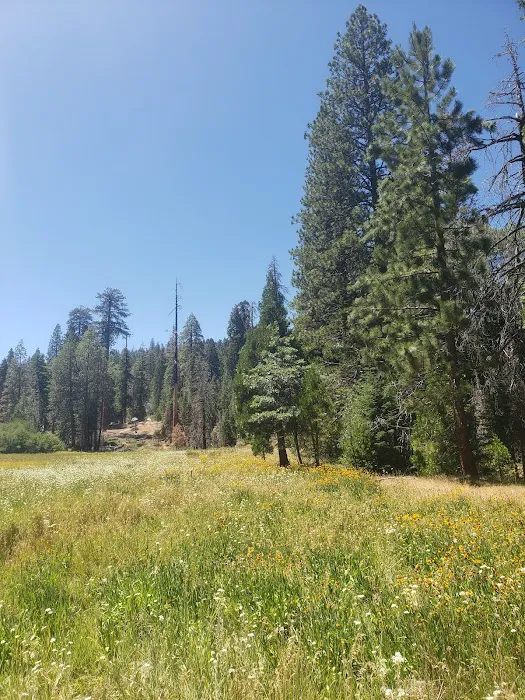 Redwood Meadow Campground Picture 5