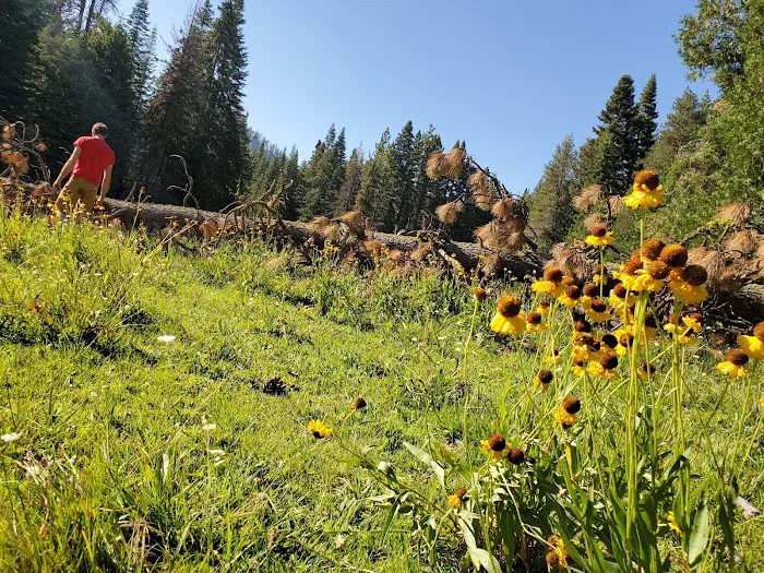 Redwood Meadow Campground Picture 9
