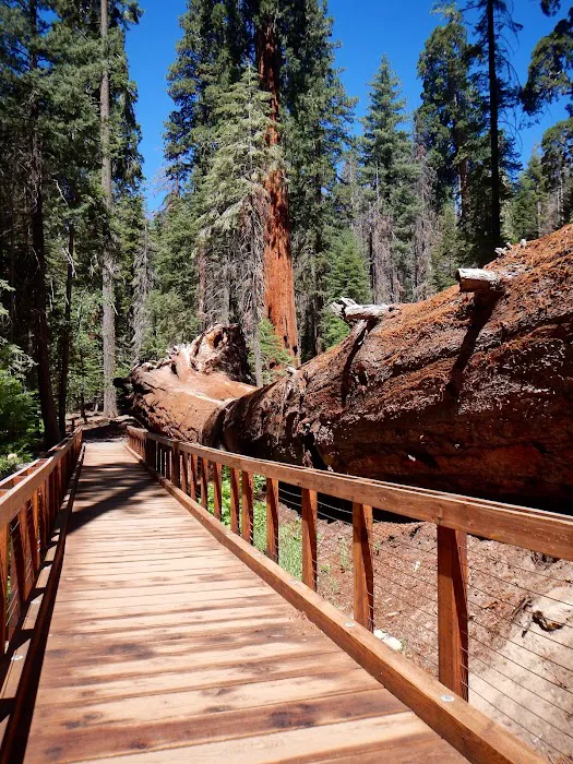 Redwood Meadow Campground Picture 10